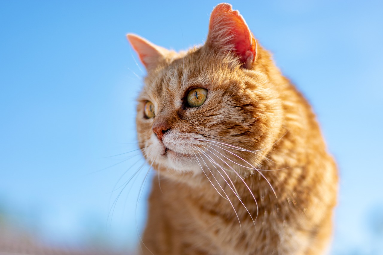cat, roux, old, nature, look, profile, pet, animal, feline